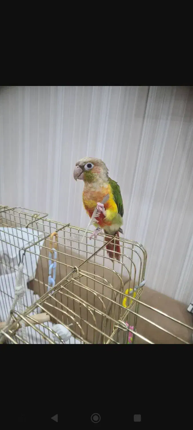 طوطی گمشده|حیوانات|شیراز, نیستان|دیوار