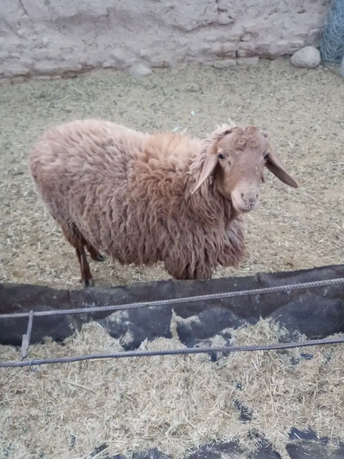 گوسفند|حیوانات مزرعه|نیمبلوک, |دیوار