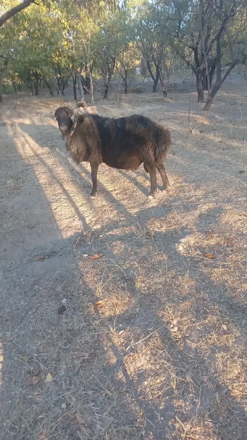 قوچ عتیقه|حیوانات مزرعه|ساروق, |دیوار