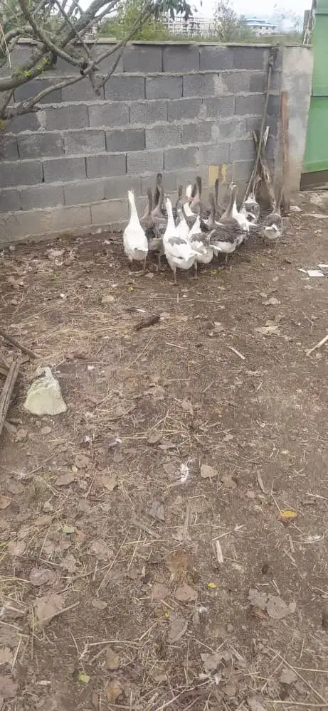 غاز محلی ۱۴ عدد|حیوانات مزرعه|رشت, لاکان شهر|دیوار