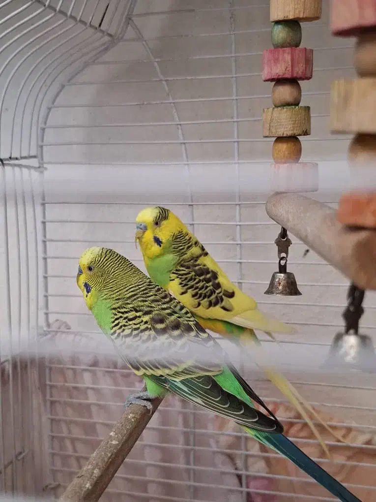 مرغ عشق نر|پرنده|زرقان, |دیوار