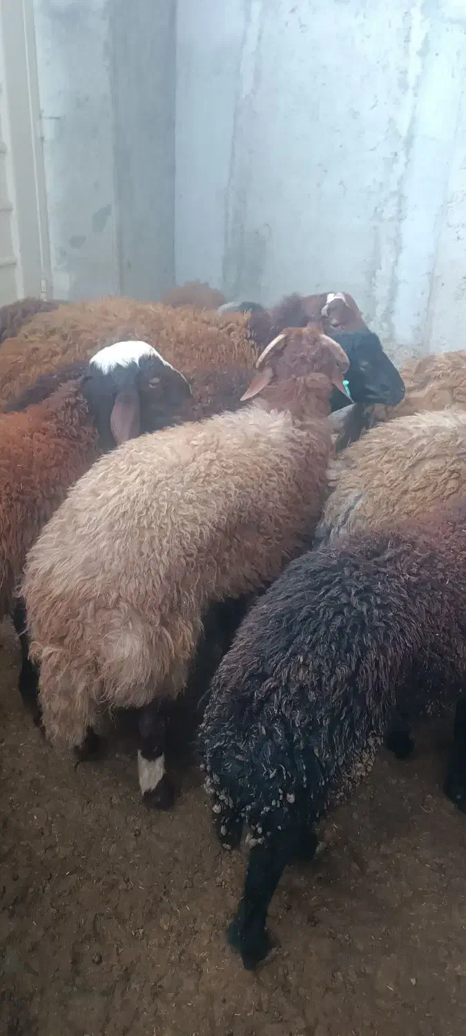 بره نر هفت ماهه همه چاق و سرک دار  کیلویی 420|حیوانات مزرعه|گرگان, |دیوار