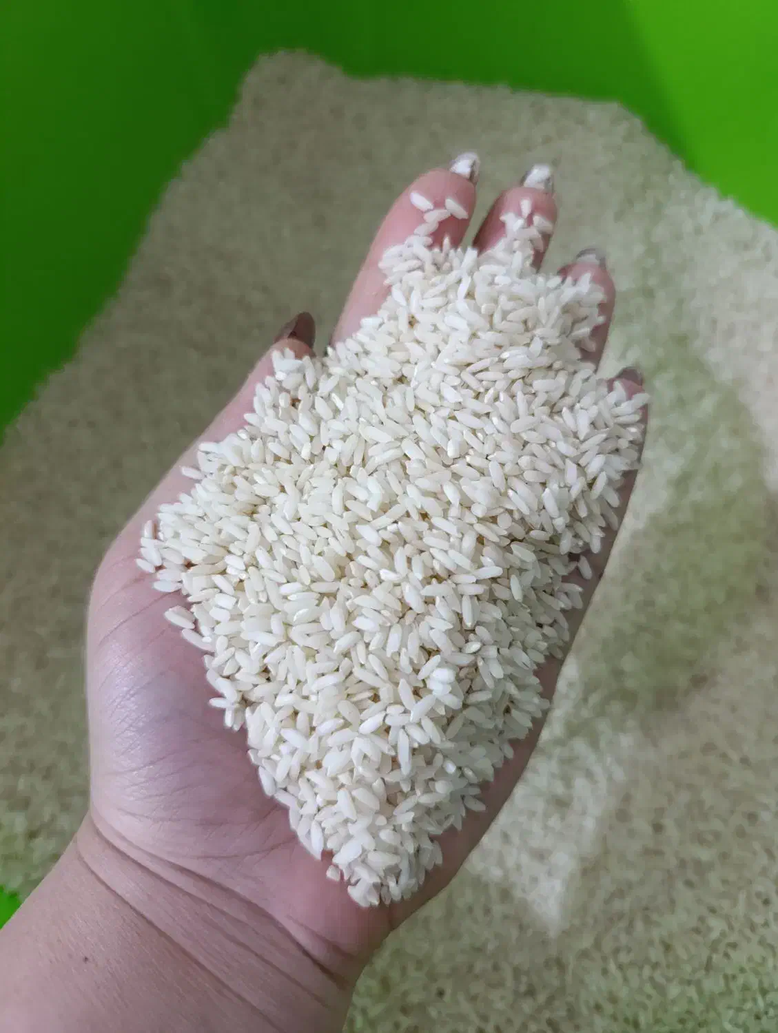 برنج چمپا و برنج طارم|خوردنی و آشامیدنی|رامهرمز, |دیوار