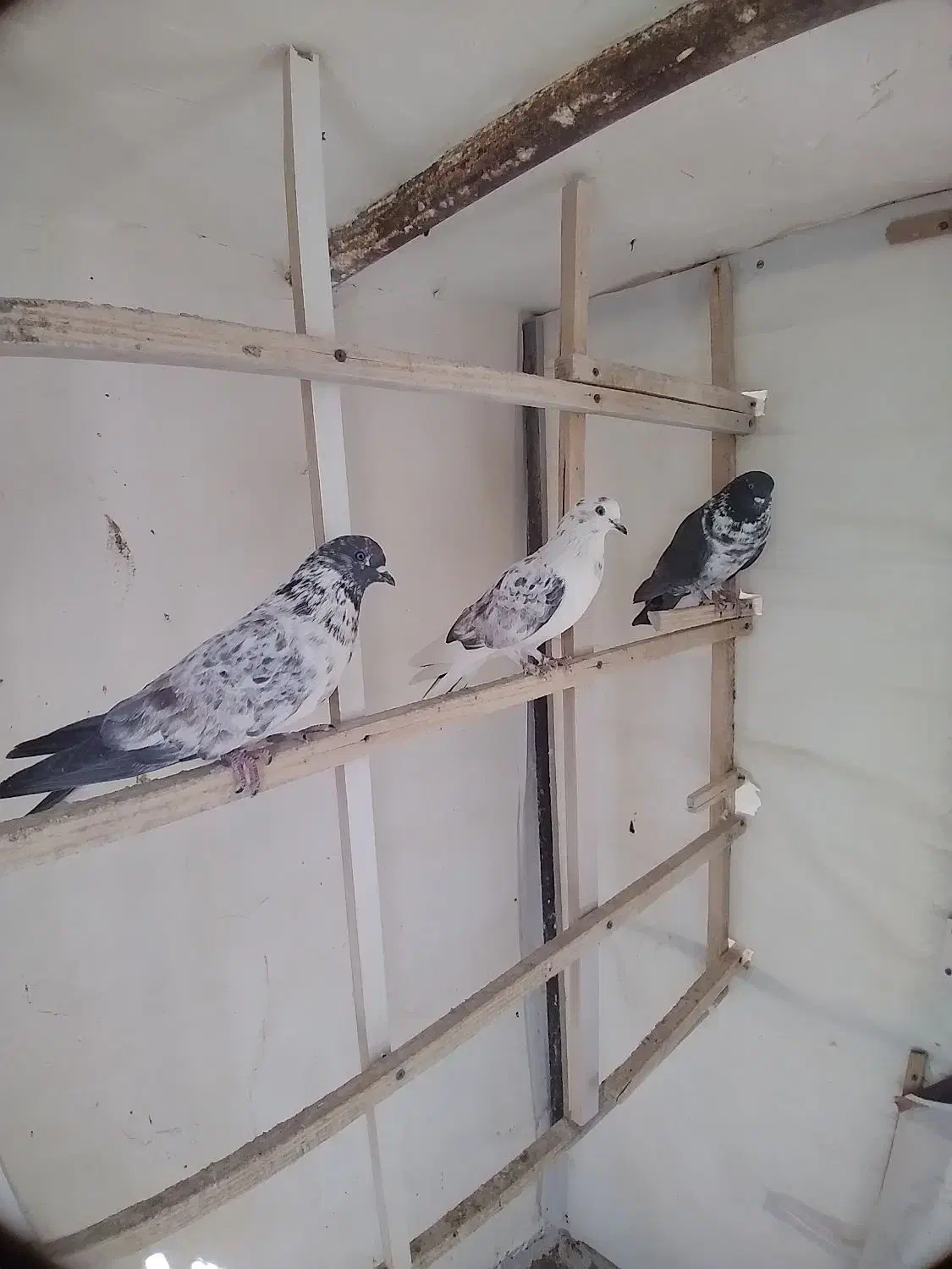 پرنده|پرنده|معصومیه, |دیوار