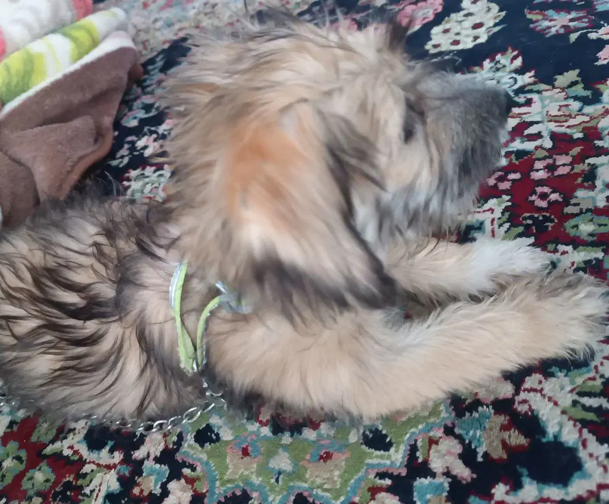 معا. وضه توله نر شیتزو تریر شناسنامه دار با ژرمن|سگ|بم, |دیوار