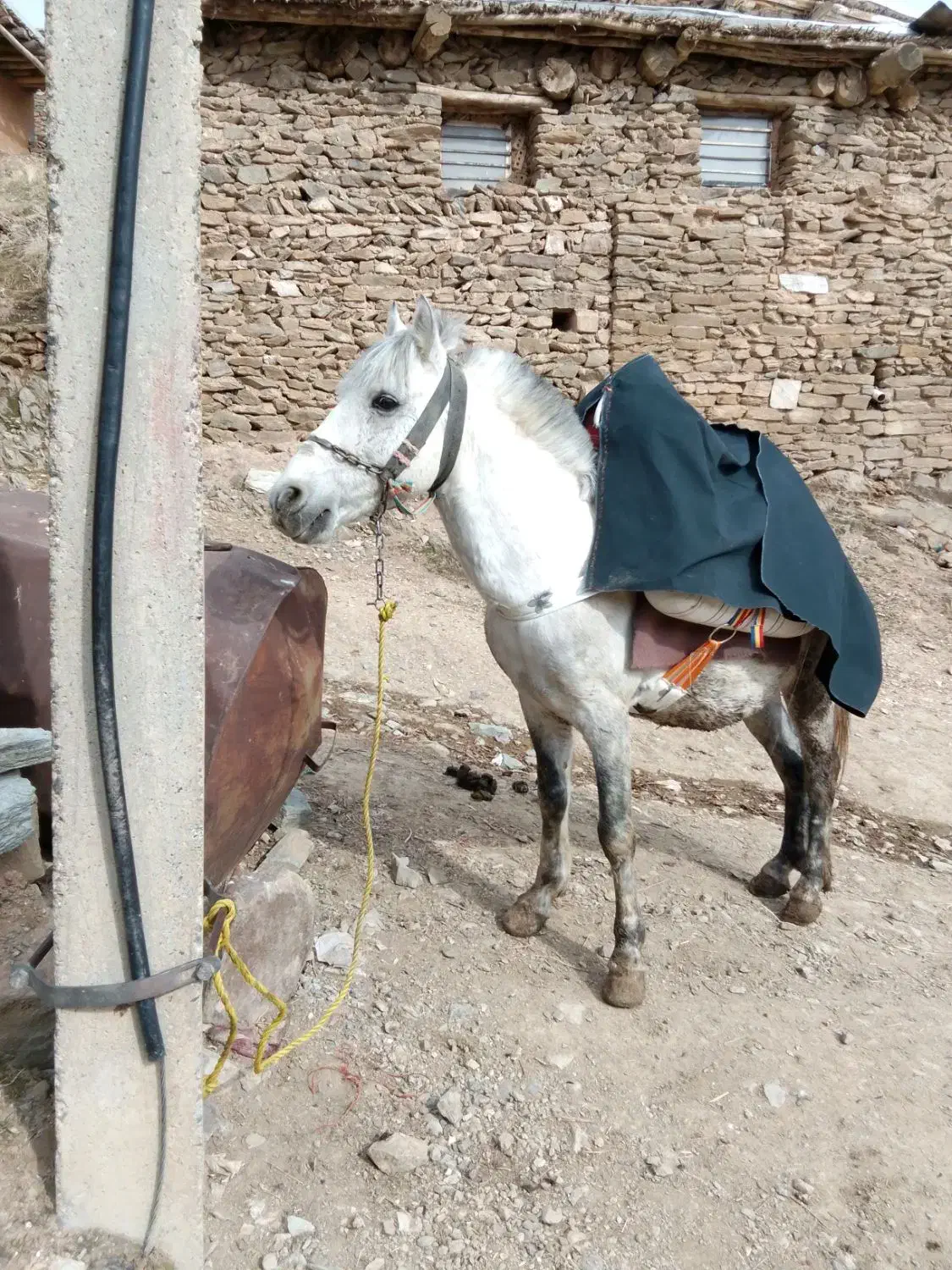 اسب|اسب و تجهیزات اسب‌سواری|سقز, |دیوار