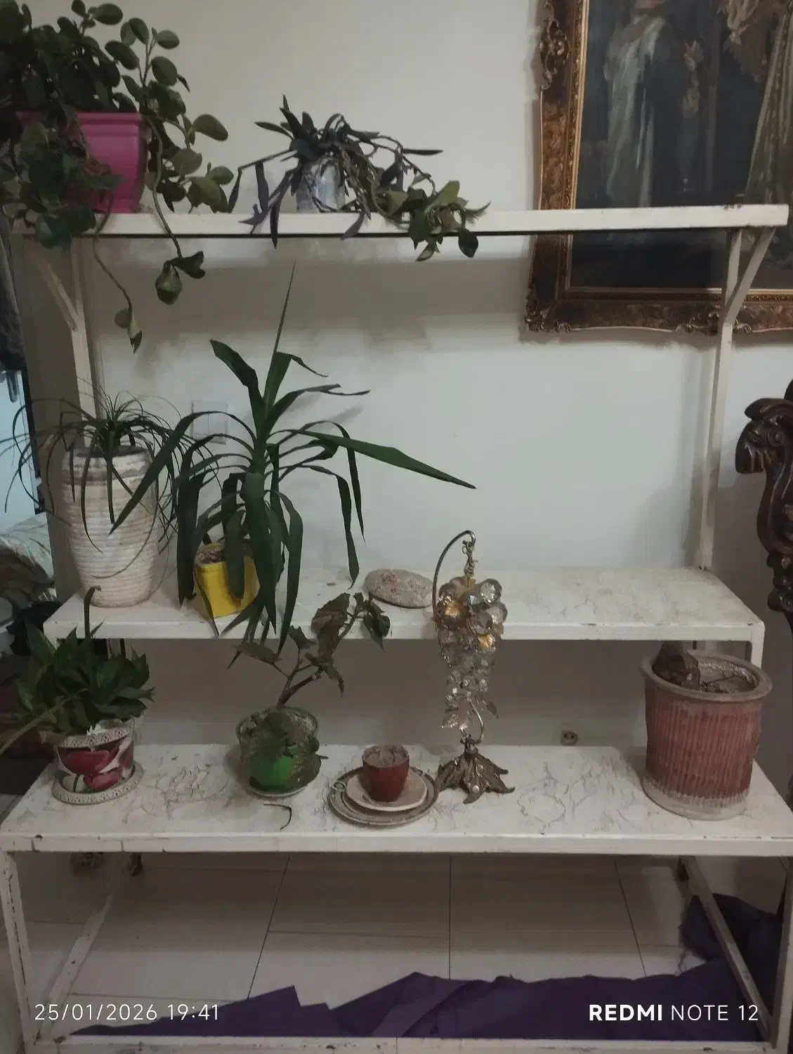 گلخانه آپارتمانی|کتابخانه، شلف، قفسههای دیواری|اندیشه, اندیشه فاز ۲|دیوار