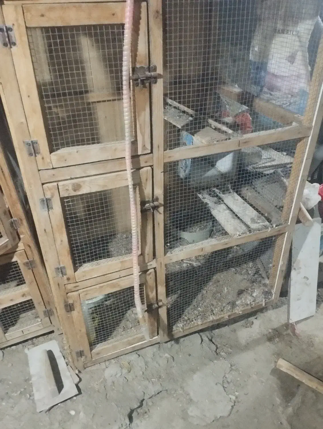 جفتکن|پرنده|میناب, |دیوار