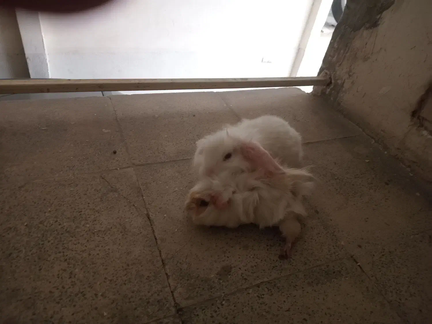 خرگوش وخوکچه|موش و خرگوش|اندیشه, اندیشه فاز ۱|دیوار