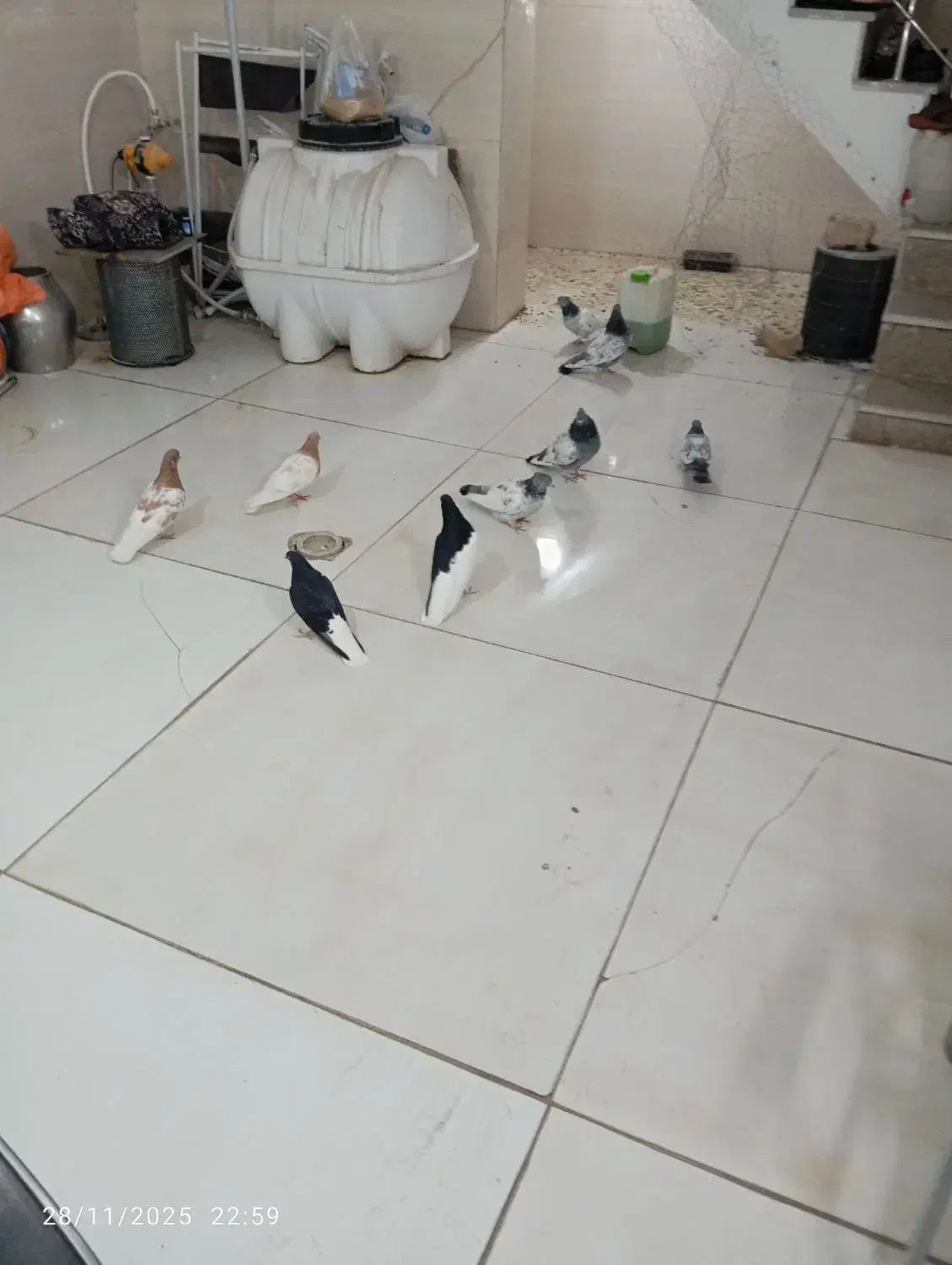 کفتر بهبونی وشهری|پرنده|شیراز, کیان آباد|دیوار