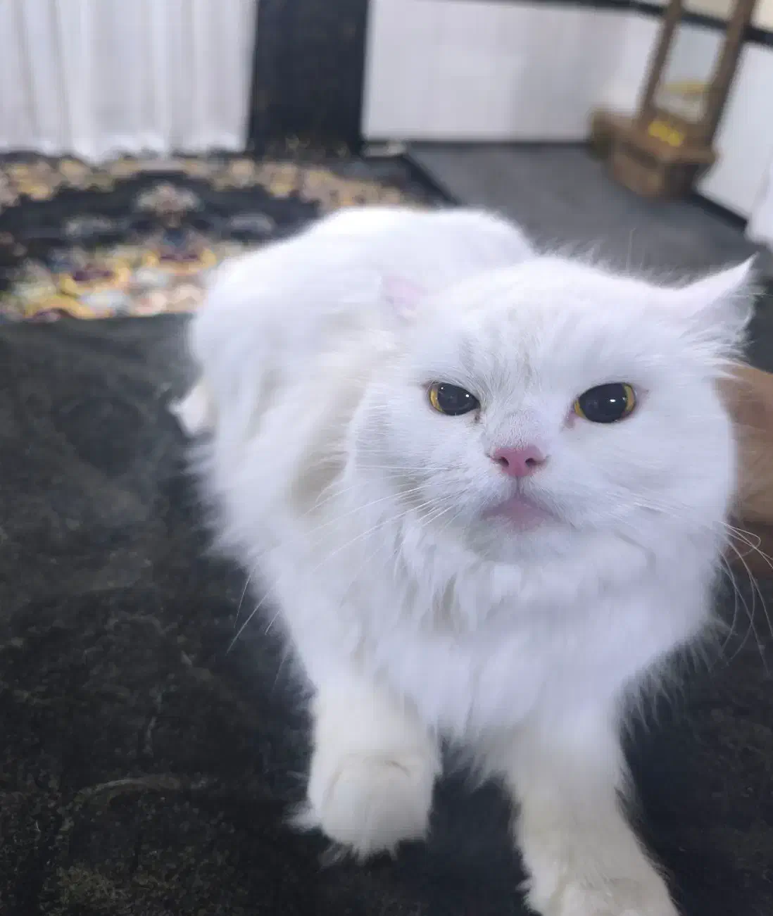 گربه خانگی|گربه|جوانرود, |دیوار