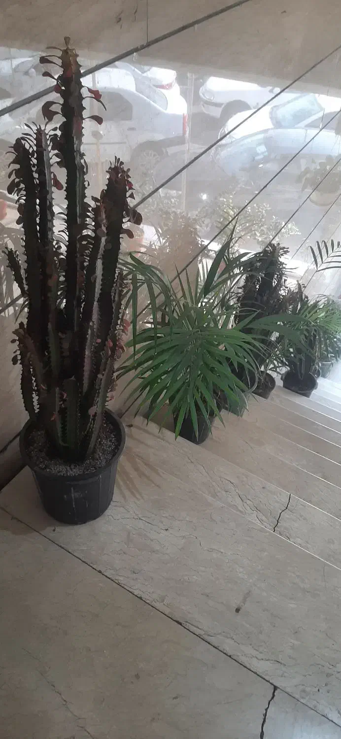 پتوس پر با گلدان|گل و گیاه طبیعی|باقرشهر, |دیوار