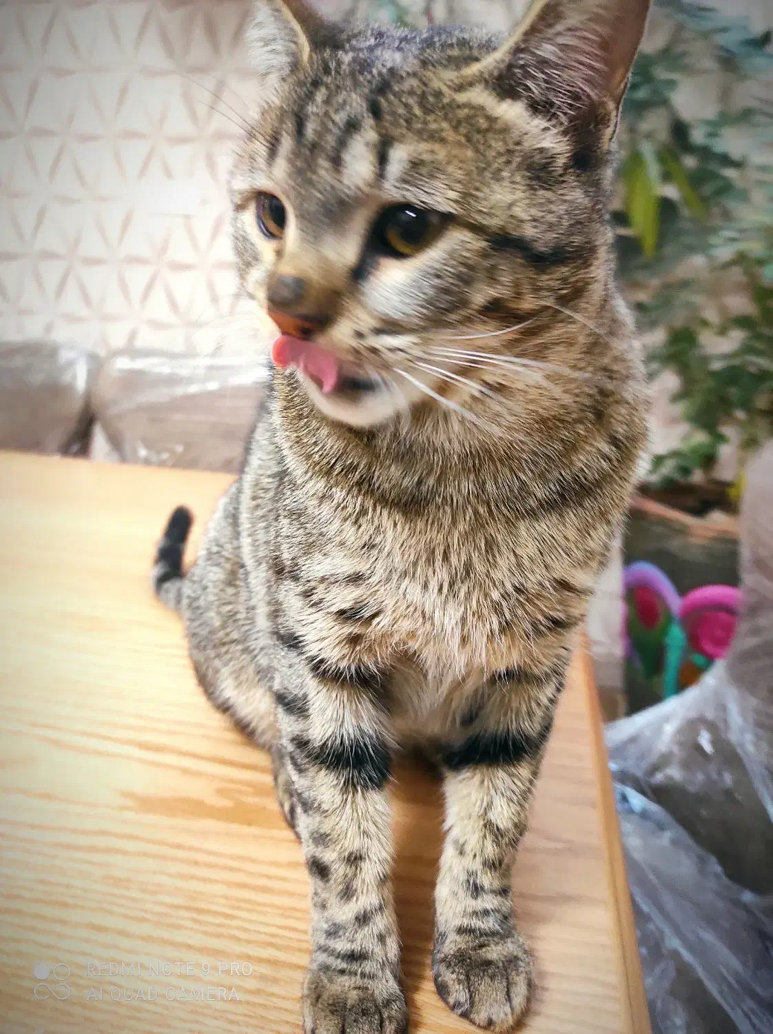 واگذاری رایگان گربه نژاد DSH|گربه|شیراز, میرزاکوچک خان|دیوار