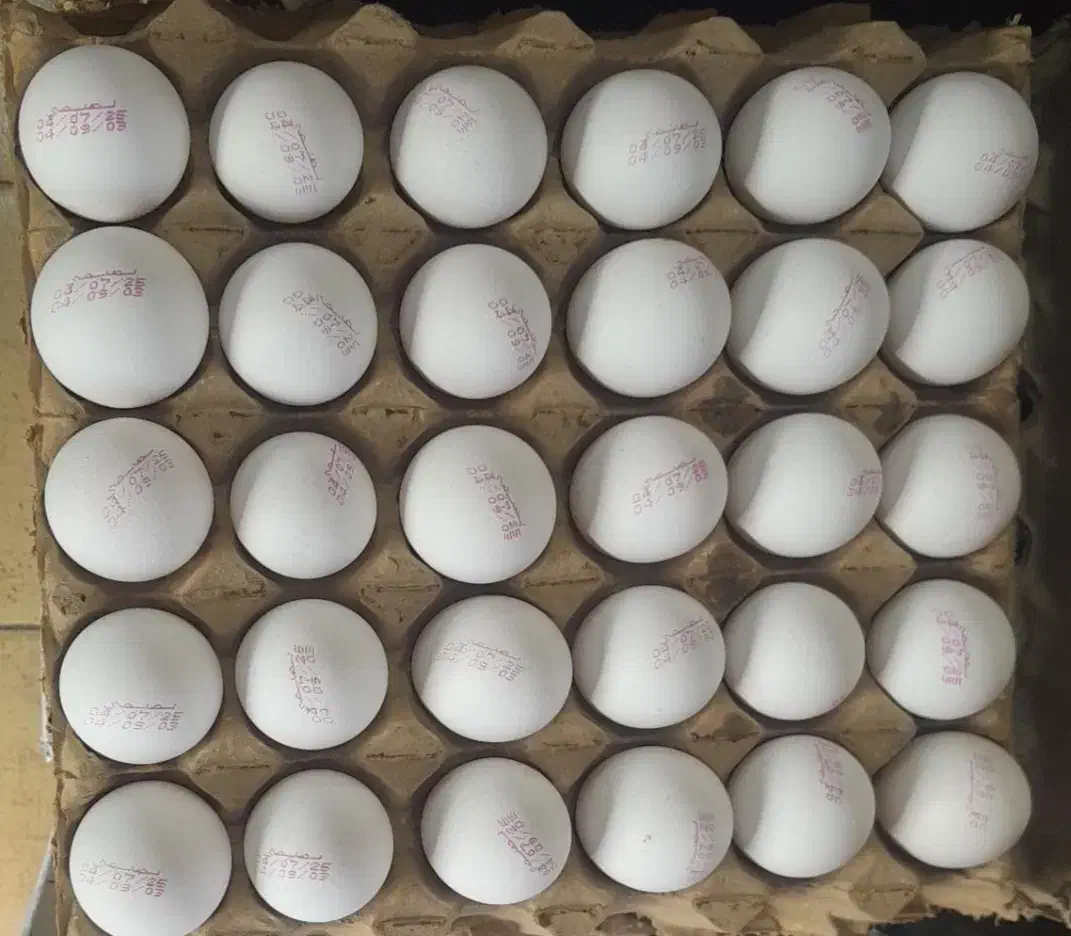 پخش تخم مرغ|خوردنی و آشامیدنی|باغستان, |دیوار