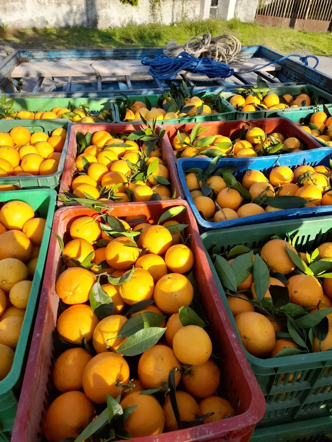 پرتقال تامسون برگ چین|خوردنی و آشامیدنی|نشتارود, |دیوار