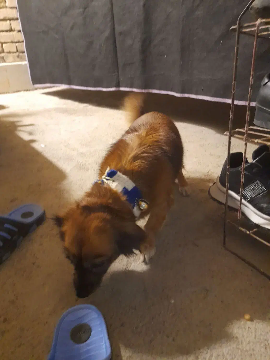 فروشی|سگ|خوانسار, |دیوار