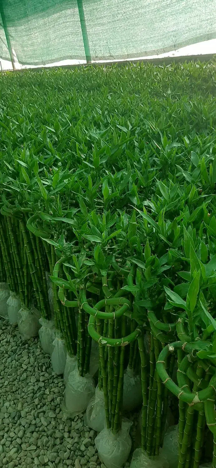 بامبو|گل و گیاه طبیعی|شریفآباد, |دیوار