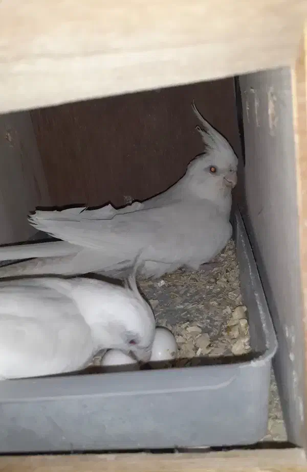 فروش جفت عروس هلندی مولد|پرنده|سیرجان, |دیوار