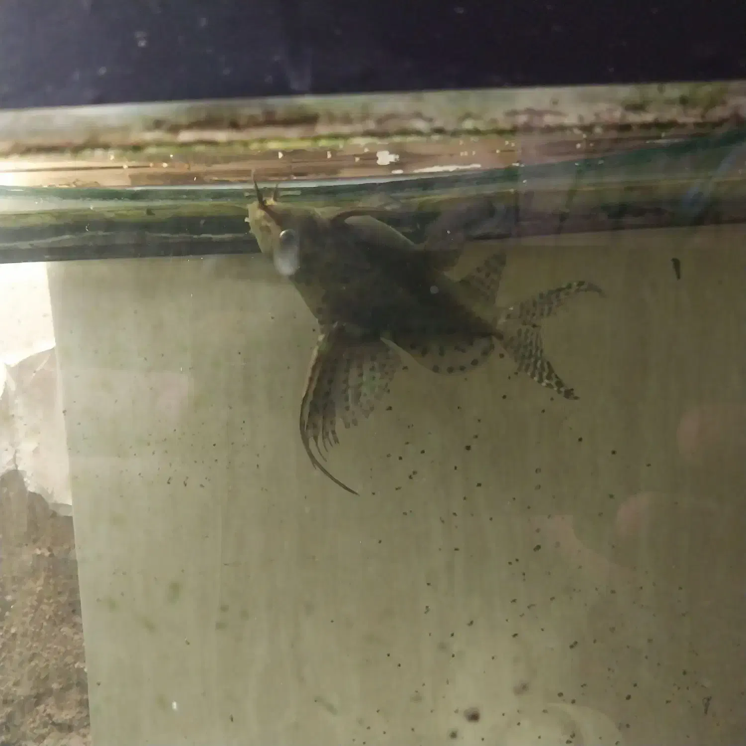 کت وارونه|ماهی|پاکدشت, خاتون آباد|دیوار