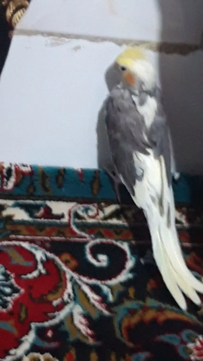 عروس هلندی ماده|پرنده|قم, شهرک امام حسین|دیوار