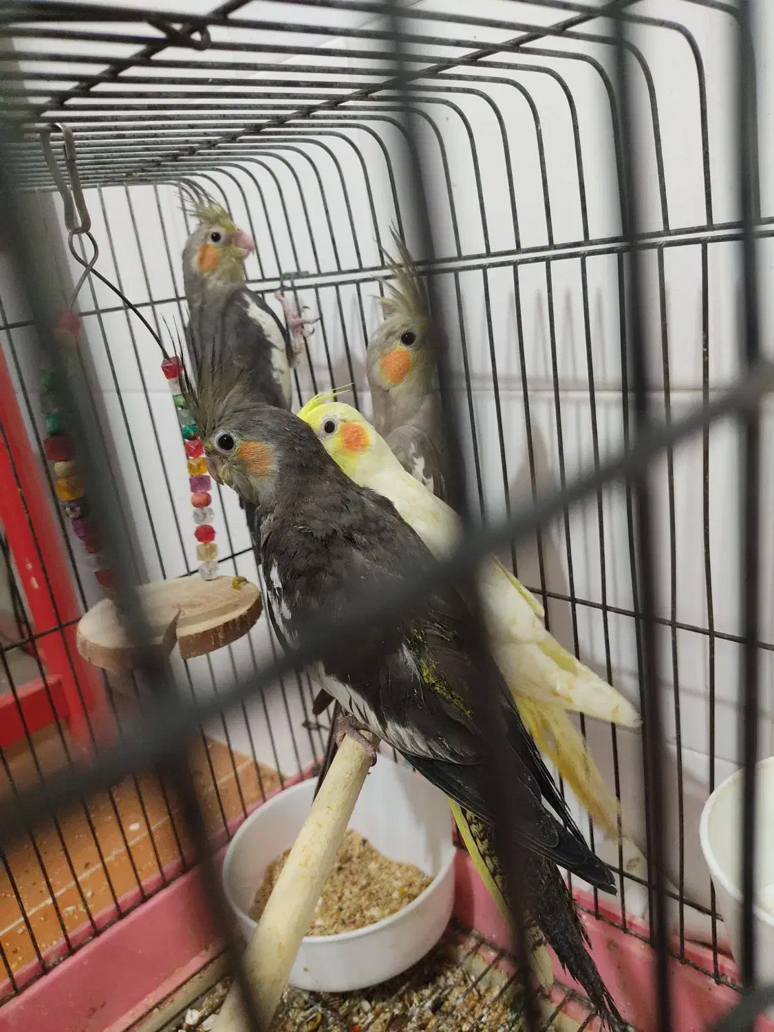 تعدادی عروس هلندی تازه دونخور رام|پرنده|ساری, |دیوار