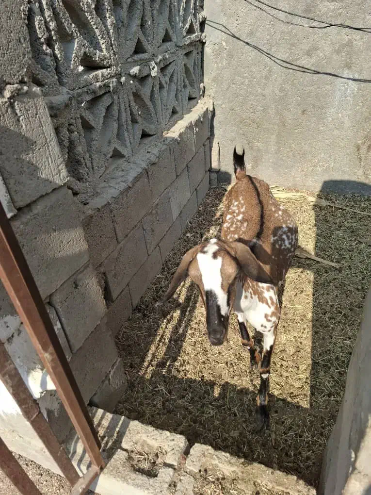 فروش دو عدد کهره ماده|حیوانات مزرعه|درگهان, |دیوار