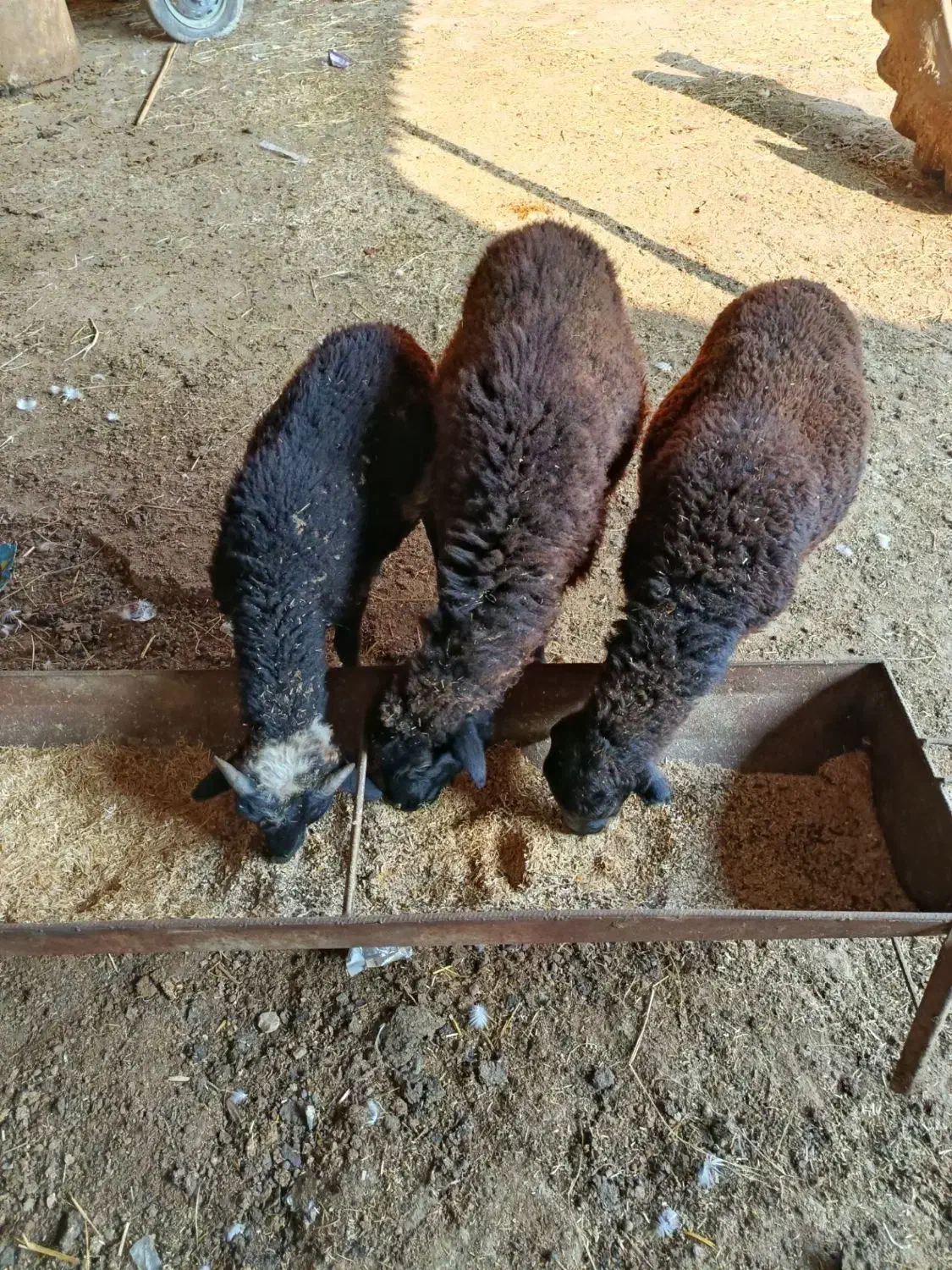 3 تا یکی نره دوتا ماده|حیوانات مزرعه|خان ببین, |دیوار