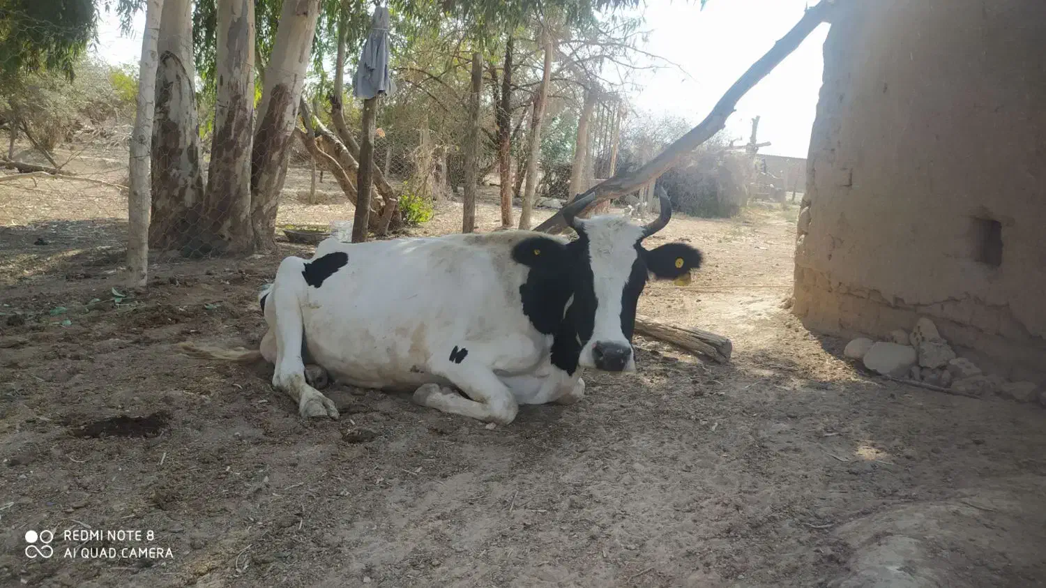 گاو شیری محلی|حیوانات مزرعه|مراوه, |دیوار