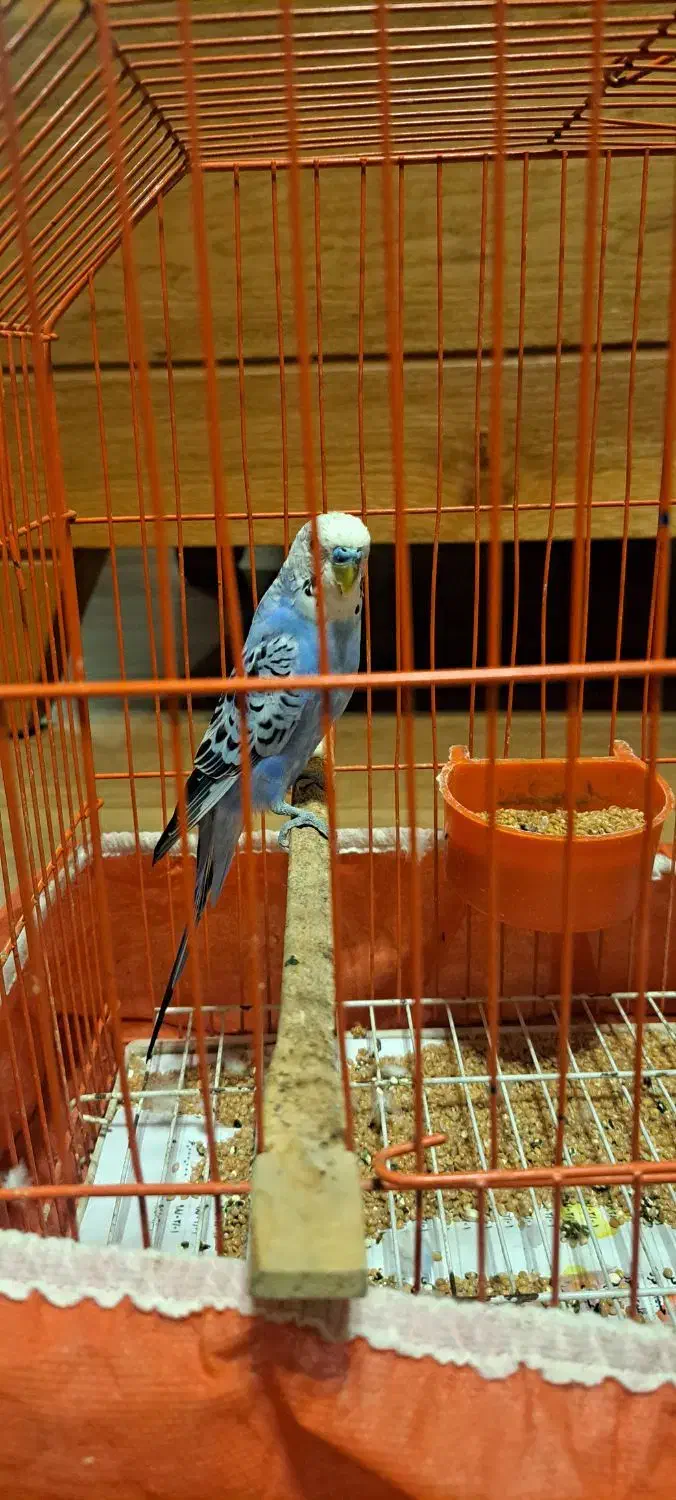 مرغ عشق|پرنده|گرگان, |دیوار