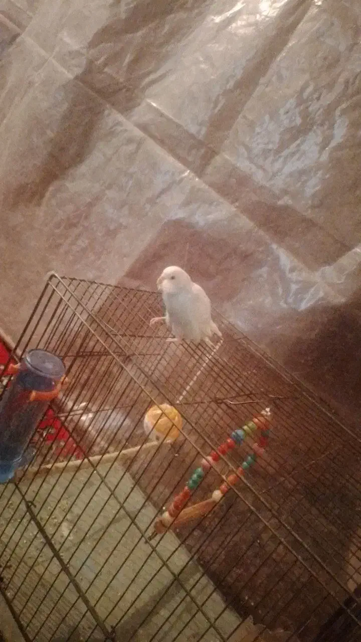 مرغ عشق|پرنده|دهگلان, |دیوار