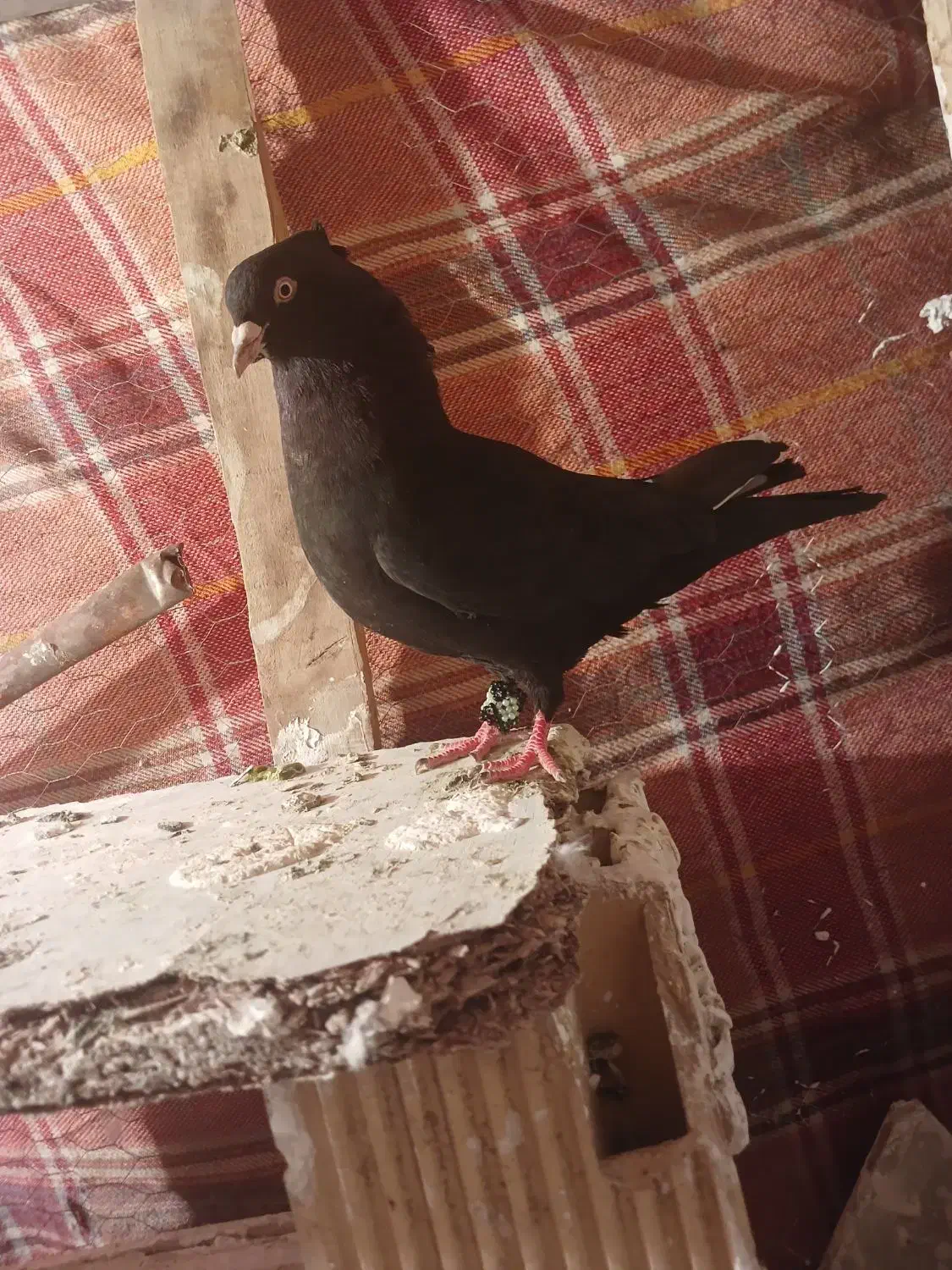 کفتر|پرنده|ازنا, |دیوار