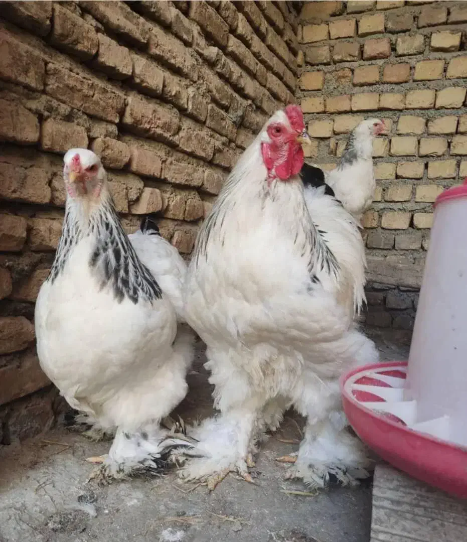 برهما لایت نیمچه|حیوانات مزرعه|لاهیجان, آهندان|دیوار