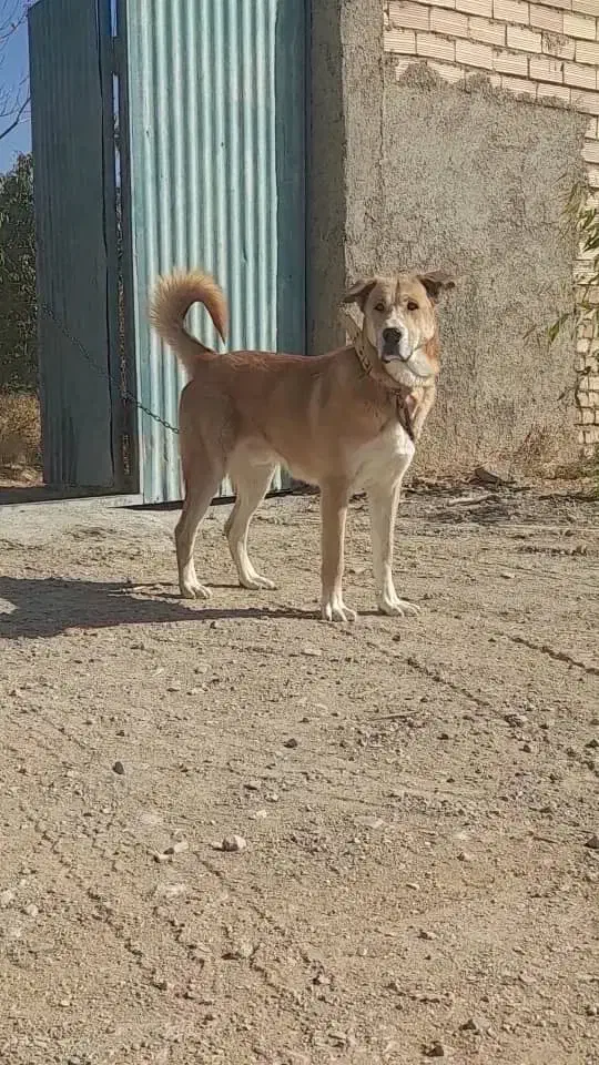 واگذاری سگ نگهبان عراقی|سگ|زاویه, |دیوار