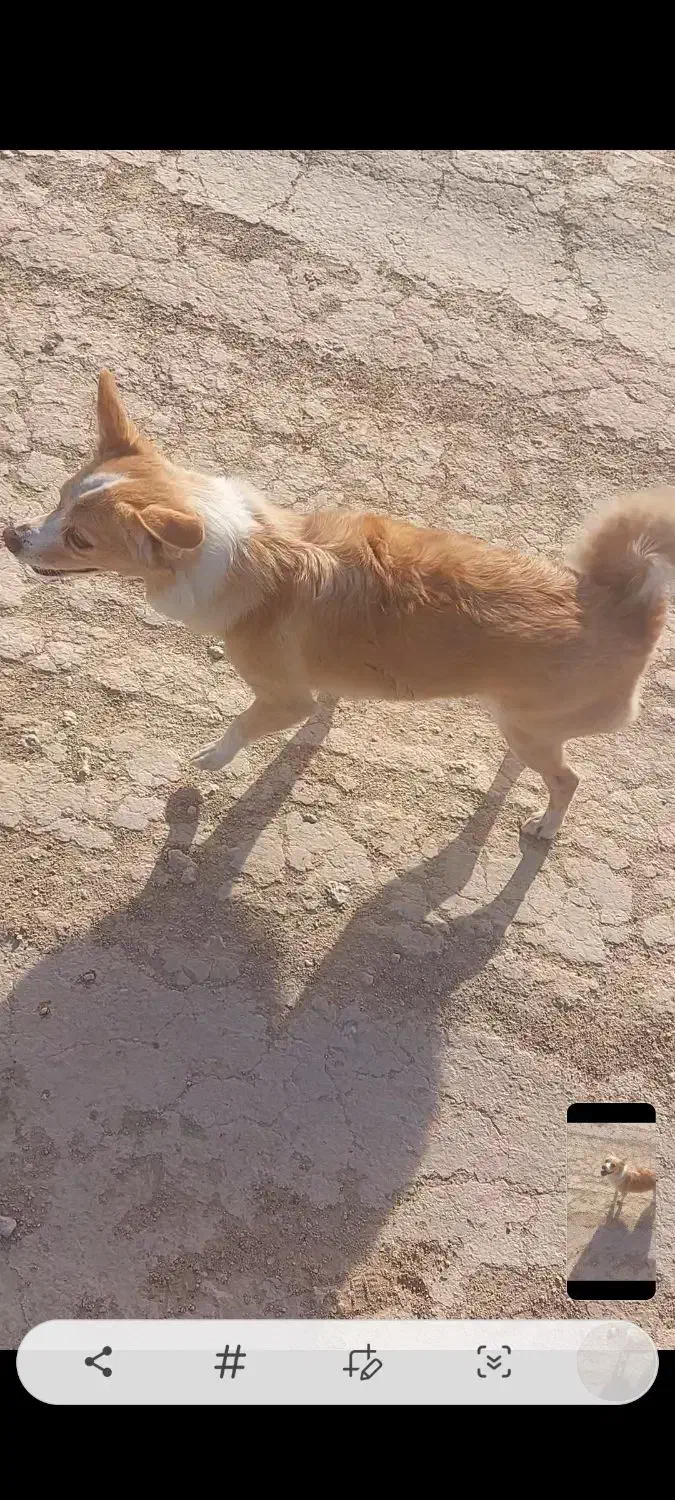 سگ گمشده|حیوانات|مشهد, کارمندان دوم|دیوار