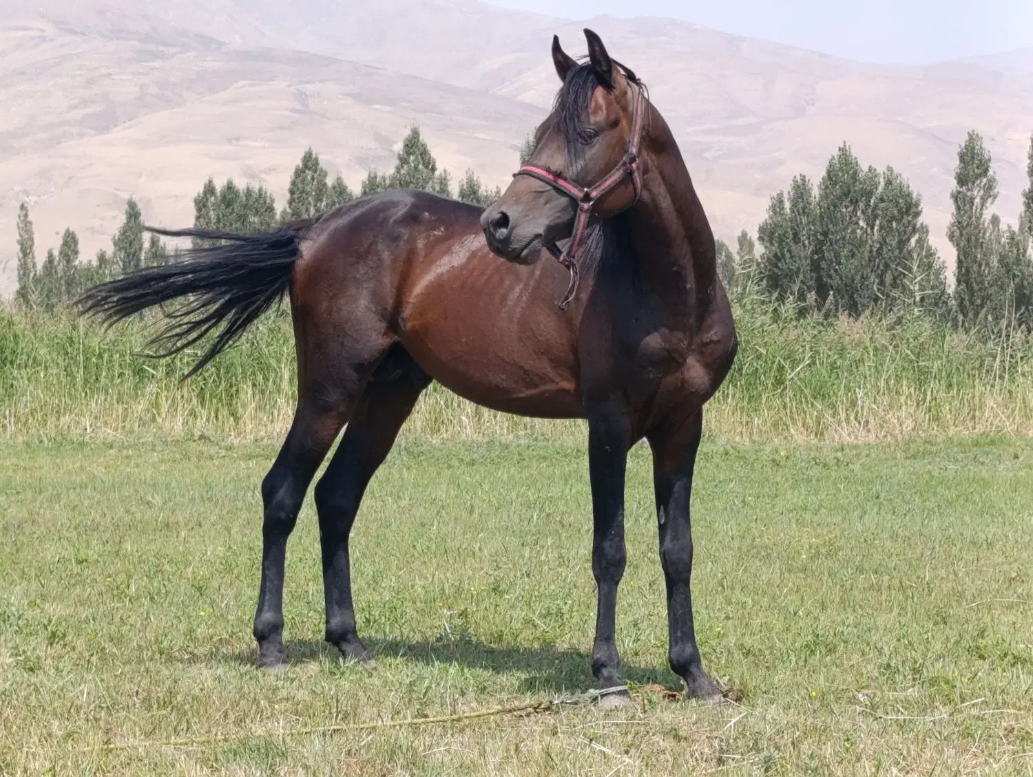 جوان اسب عرب کرد|اسب و تجهیزات اسبسواری|سیلوانه, |دیوار