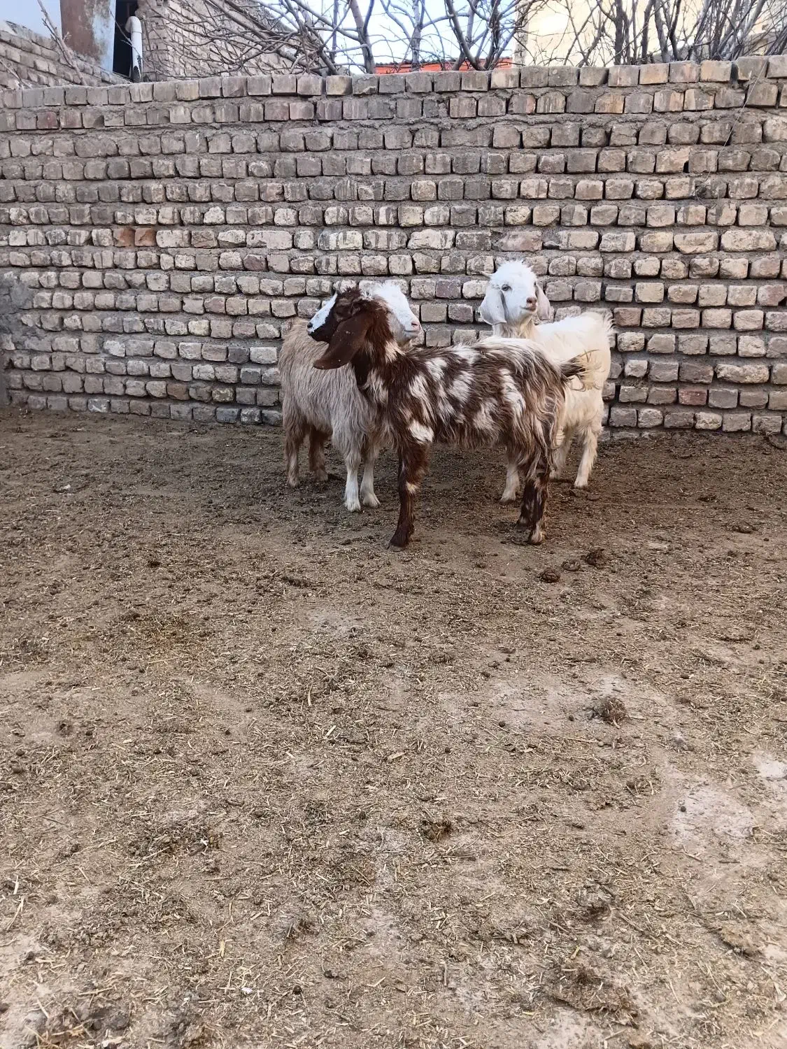 ۳عدد بزغاله|حیوانات مزرعه|نیشابور, ریوند|دیوار