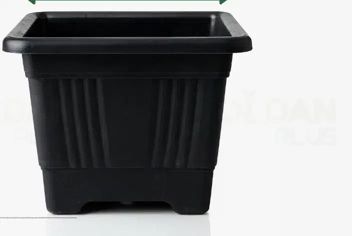 گلدان سایزبزرگ|گل و گیاه طبیعی|چالوس, |دیوار