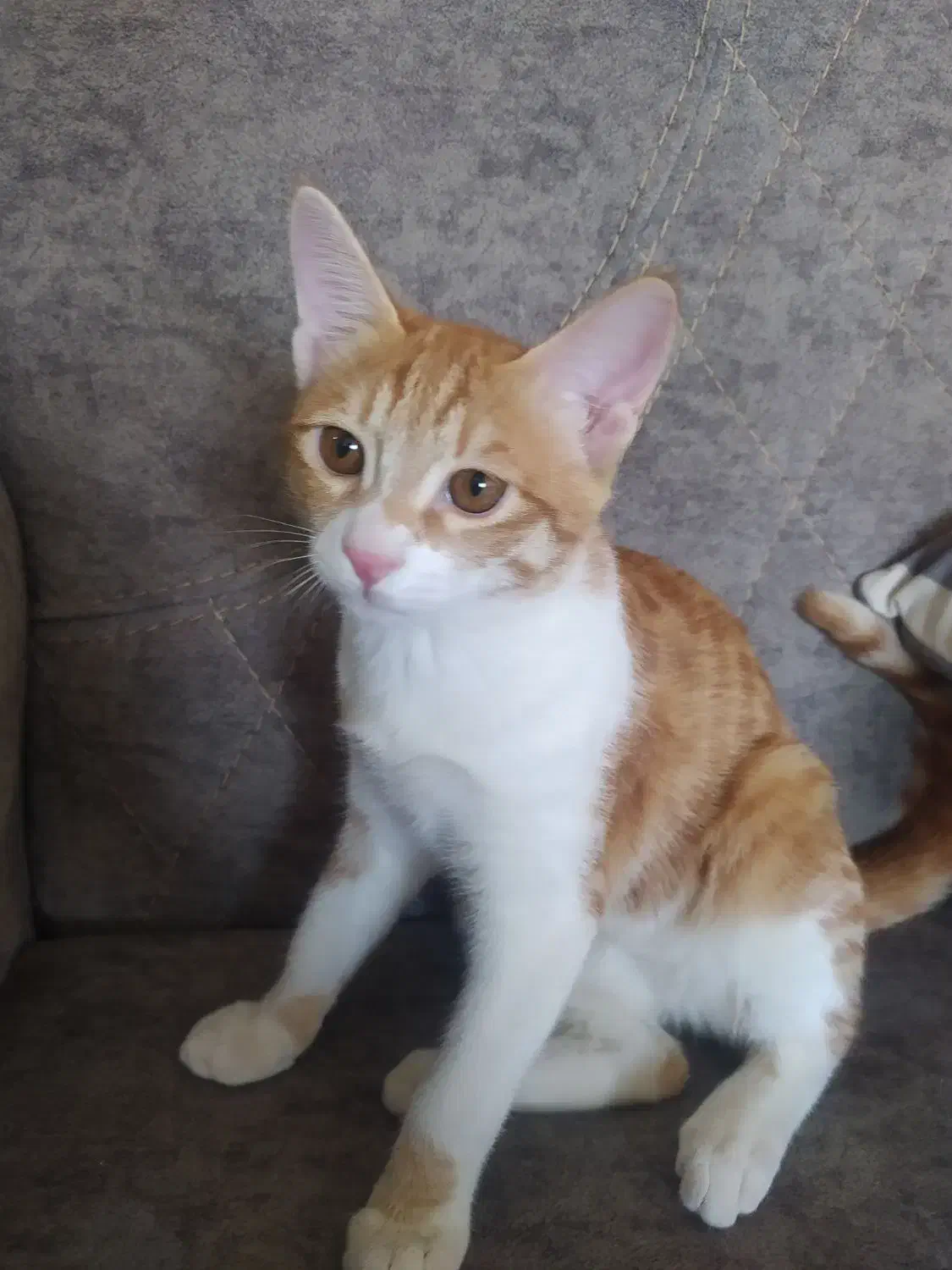 گربه تربیت شده|گربه|تربتحیدریه, شهرک ولیعصر|دیوار