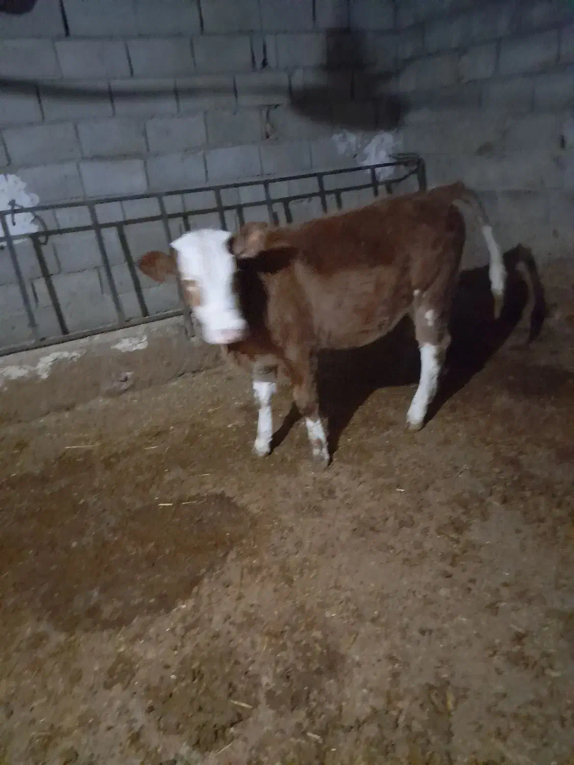 یک عددگوساله سیمنتال قرمز ماده|حیوانات مزرعه|کوهدشت, |دیوار