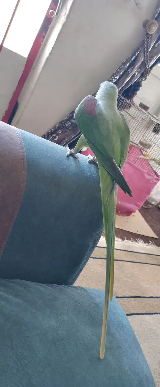 شاه طوطی اسکندری|پرنده|دزفول, |دیوار