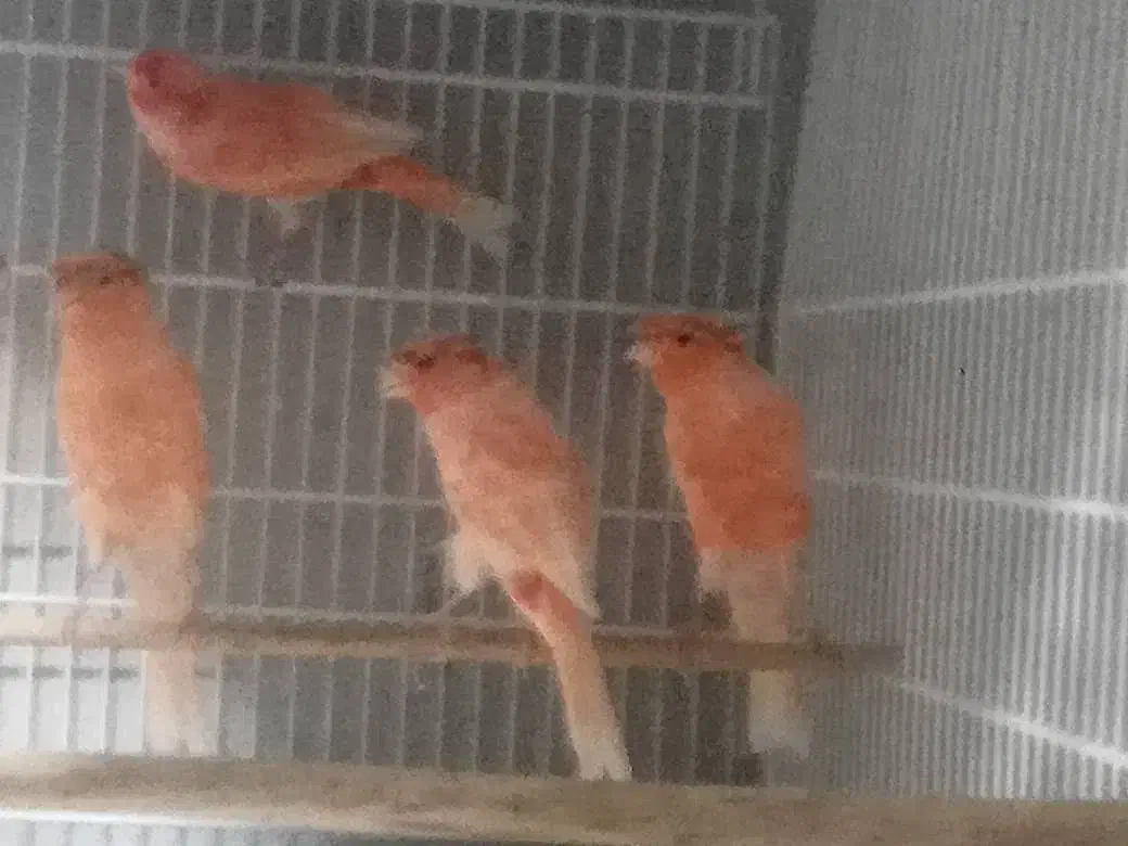 قناری قرمز کاکلی و بدون کاکل مست خوان|پرنده|شاهرود, |دیوار