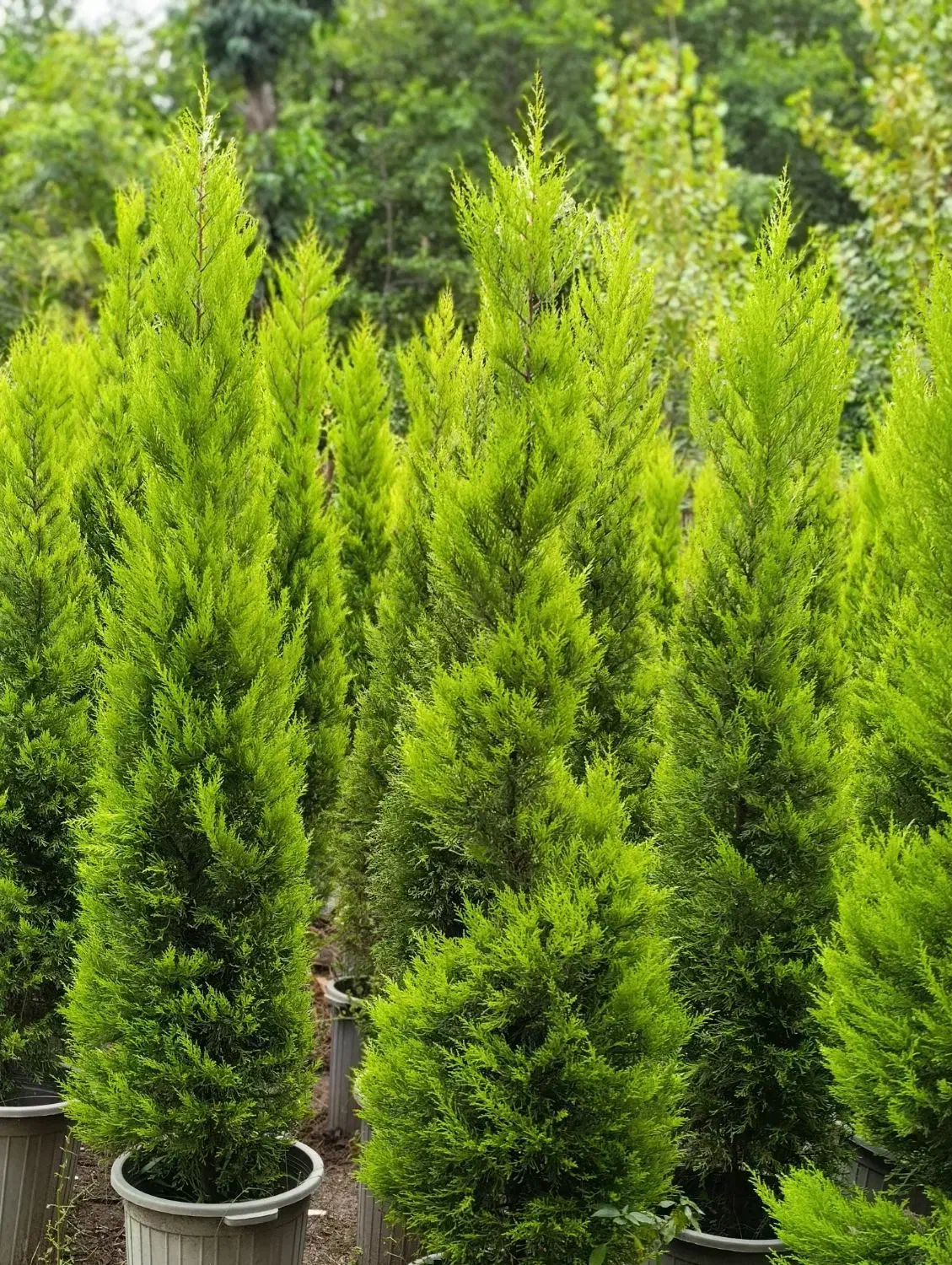 لاوسون ، یاس هلندی،شمشاد،فونیکس، شمشاد پیوندی|خدمات باغبانی و درختکاری|چابکسر, |دیوار