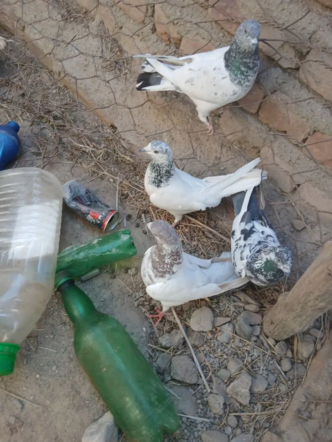 کبوتر|پرنده|بمپور, |دیوار