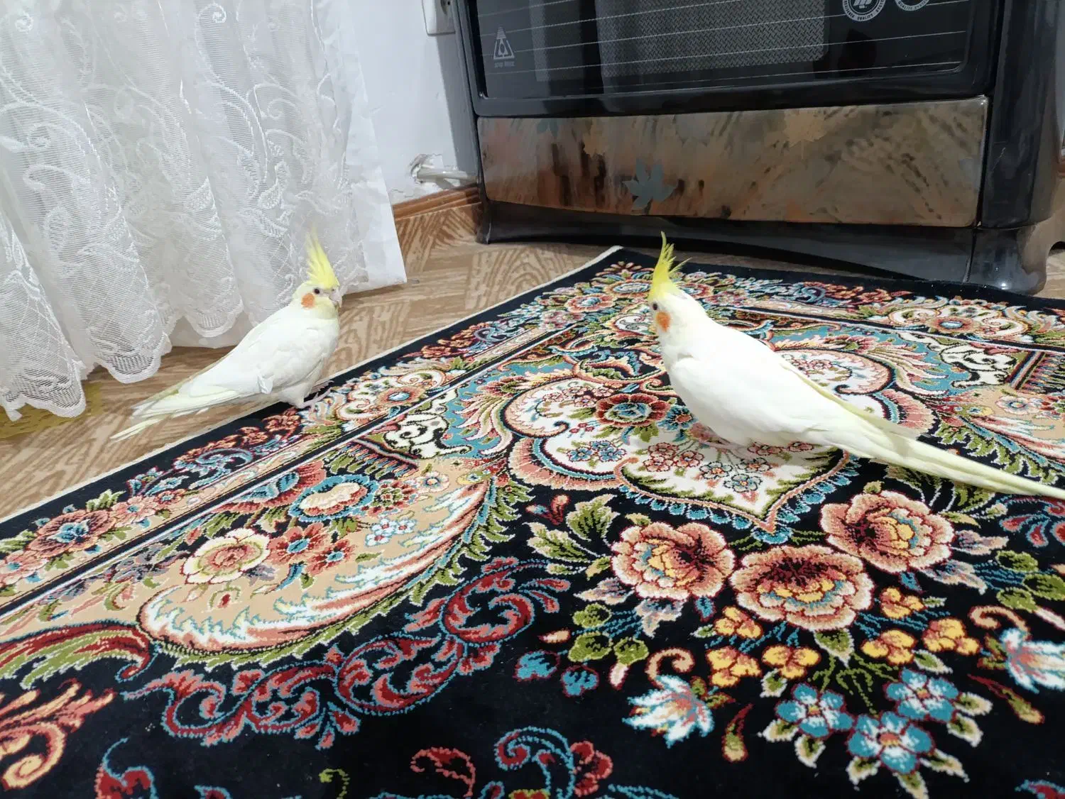 پرنده|پرنده|اشتهارد, |دیوار