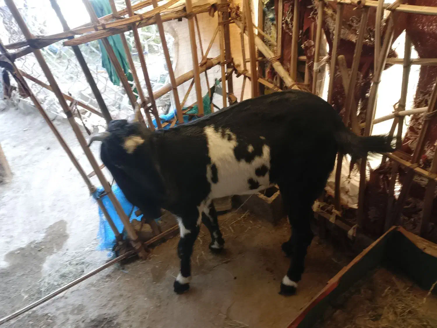 سراوان اسپیچ|حیوانات مزرعه|سراوان, |دیوار