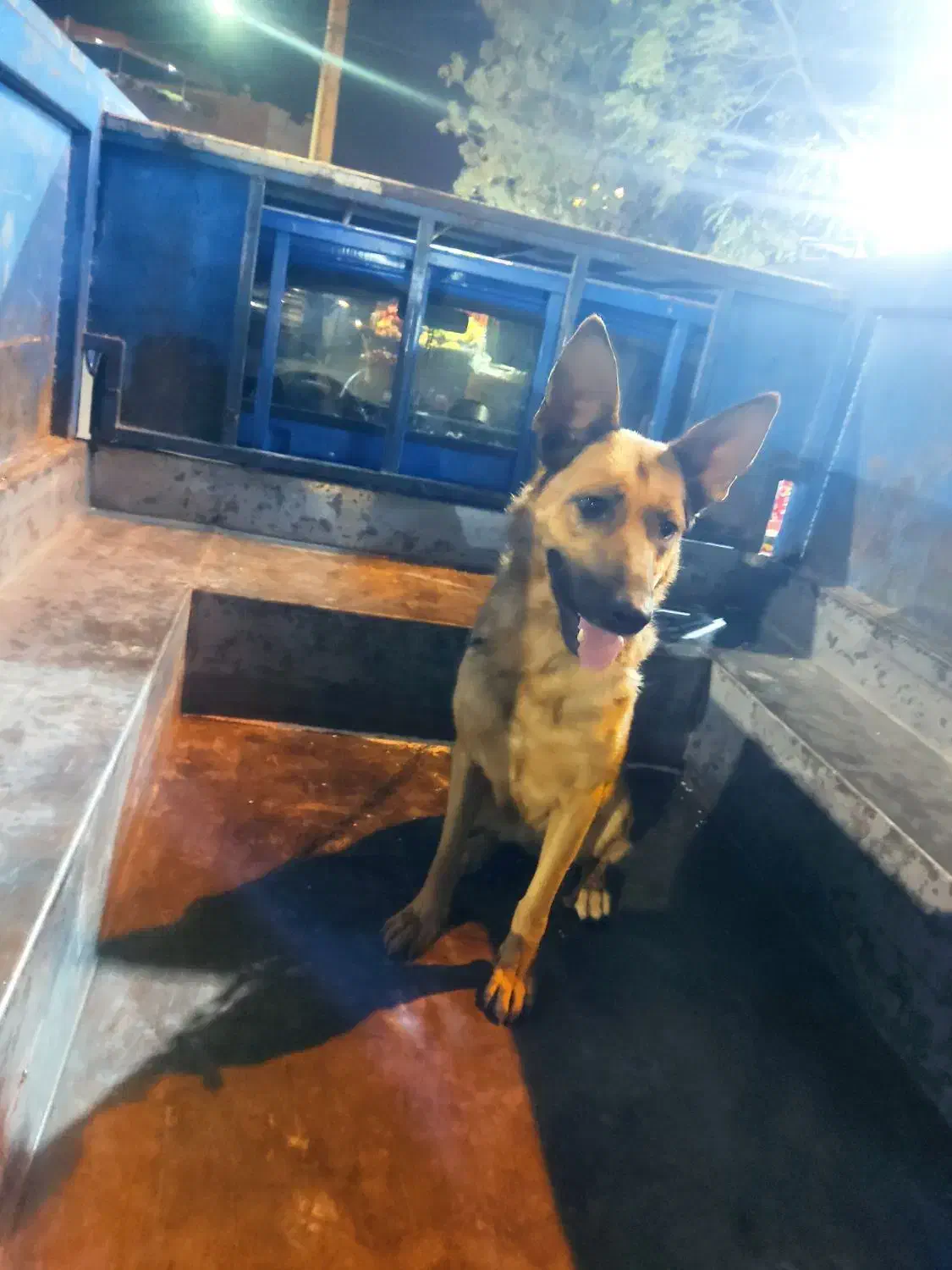 ژرمن ماده اصل|سگ|ورامین, خیر آباد|دیوار