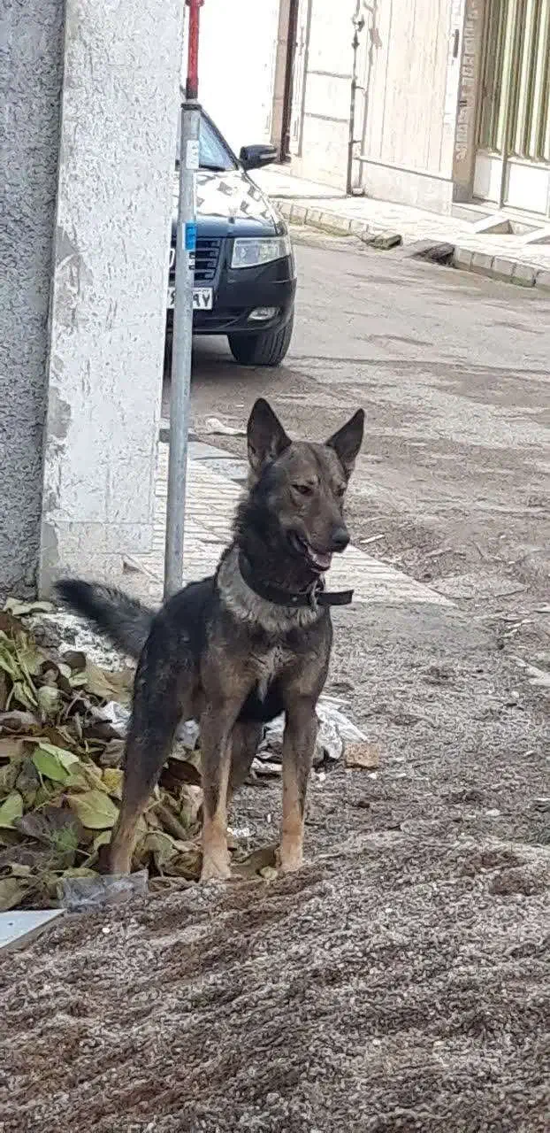 واگذاری سگ نگهبان|سگ|ابهر, |دیوار