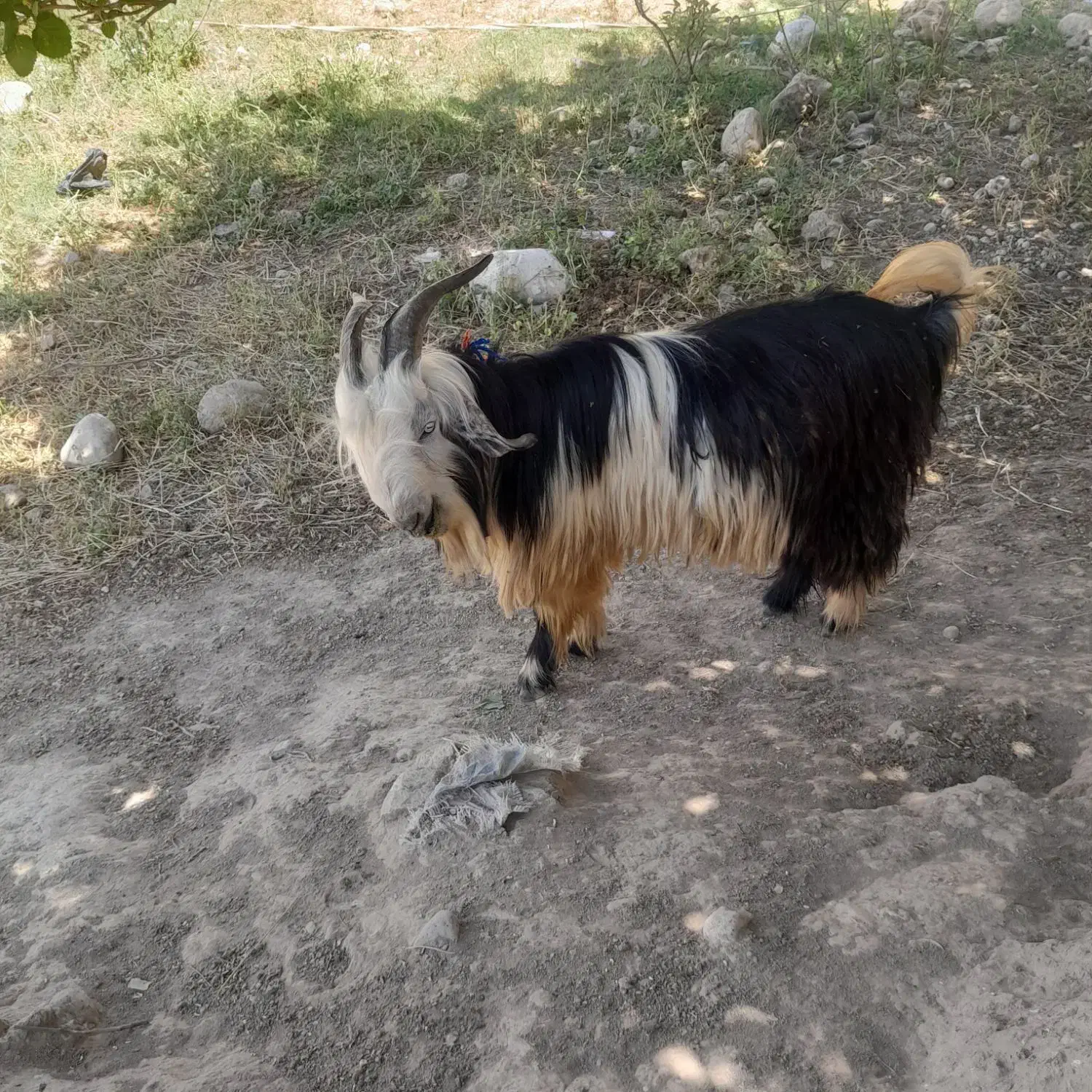 تیبز بعده کمری|حیوانات مزرعه|ایذه, |دیوار