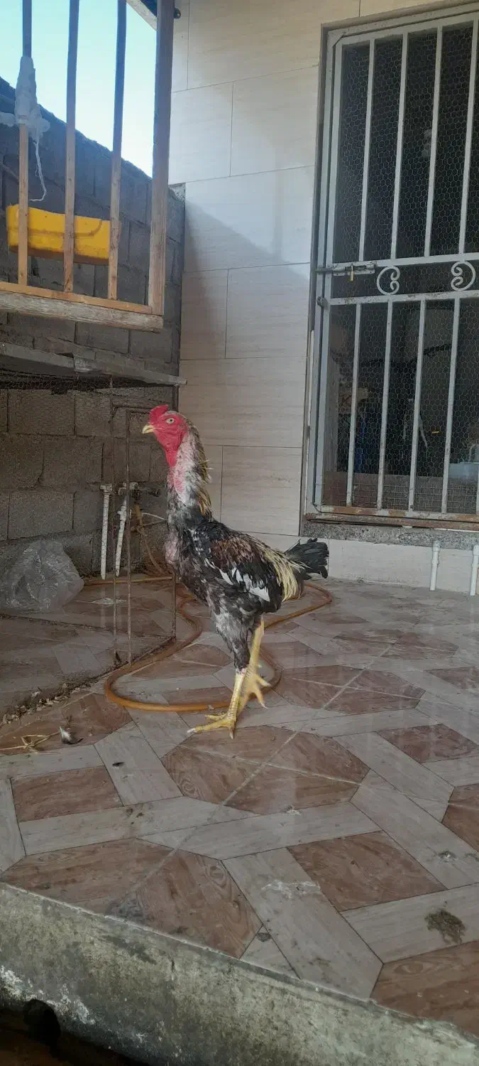 مرغ خروس لاری|حیوانات مزرعه|گمیشان, |دیوار