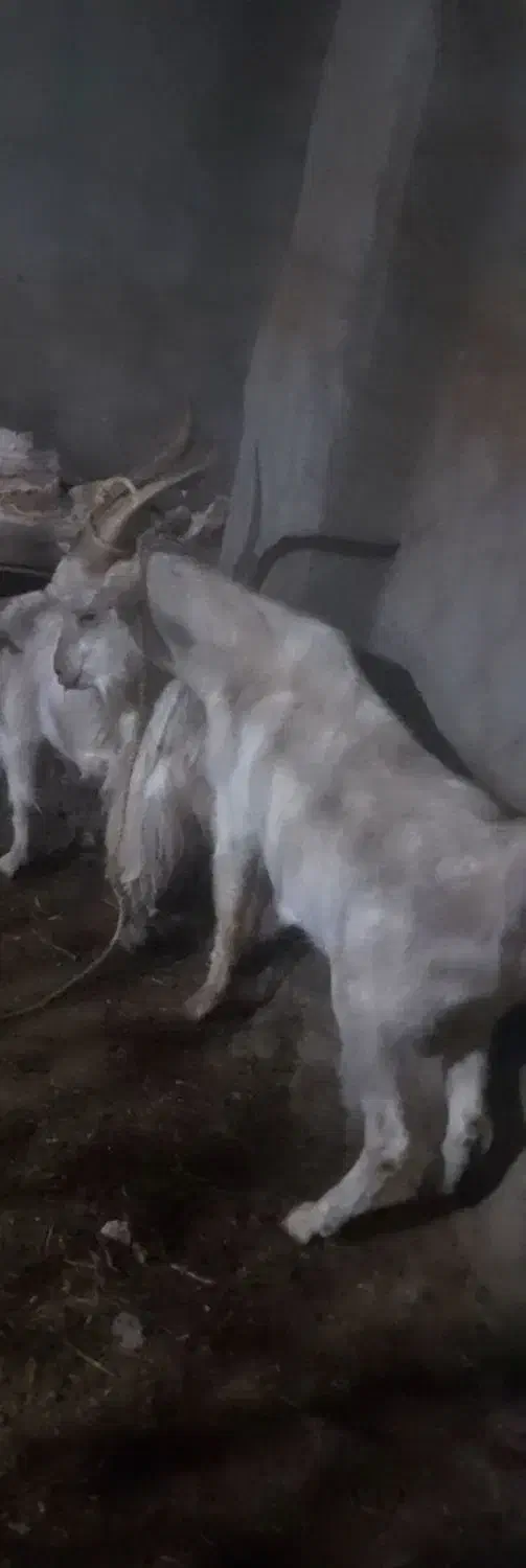 نر بز یکساله سانن|حیوانات مزرعه|آذرشهر, |دیوار